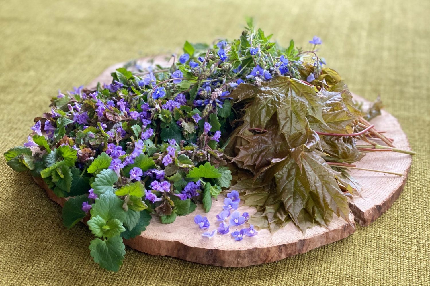 Augalų rinkinys arbatai "Vaistinė plautė" - Image 3